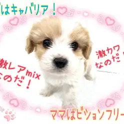 【 MIX 】激レアMIX！激カワわんこ！キャバション見参！