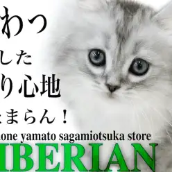 【 サイベリアン 】犬のような懐っこさ！遊び好きで柔らかな触り心地がたまらない！