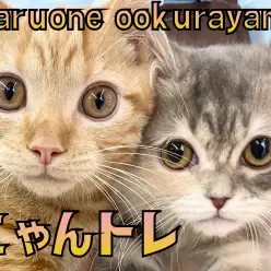 【 にゃんトレ 】大倉山店流猫ちゃんのトレーニング内容のご紹介！