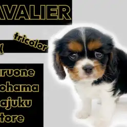 【 キャバリア 】目ヂカラ最強のトライカラー！イケメン貴公子が聖地に降臨！