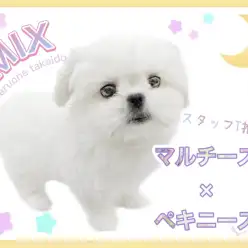 【 MIX 】スタッフTの推しわんこが最高に可愛いのでご紹介します！