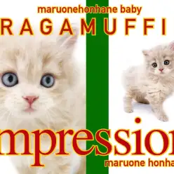 【 ラガマフィン 】こう見えて男の子なんです!超イケメン登場にみぽりん驚愕!