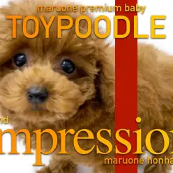 【 トイプードル 】やっぱりプレミアム級の可愛さで成長している生後3ヶ月の今。