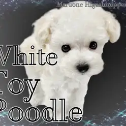 【 トイプードル 】白いプードルがやってきた！白プーは一番カットが映える！