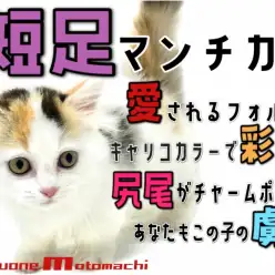 【 マンチカン 】横浜元町の愛されるアイドルキャットは短足でした！