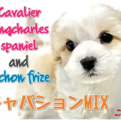 【 キャバション 】衝撃走る!巷で話題の超人気MIXが元町にやってきた!