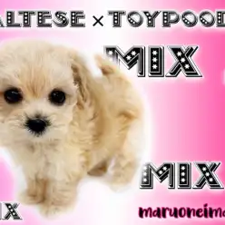 【 マルプー 】生後58日で504g！マルチーズとトイプードルの最強MIX犬登場