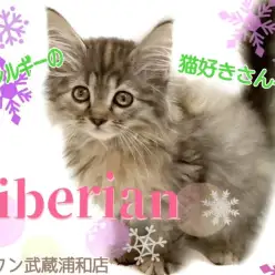 【 サイベリアン 】猫アレルギーさん必見！もふもふな人懐っこい女の子