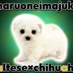 【 MIX犬 】マルチーズとチワワの最強MIX！フレンドリーで甘えん坊な男の子！