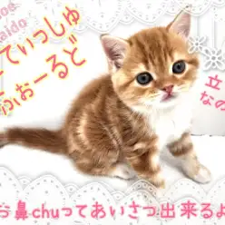 【 スコティッシュフォールド 】立ち耳!丸顔!ふっくらにゃんこ!