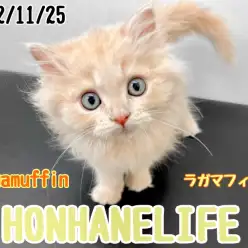 【 ホンハネライフ 】本当に可愛らしい癒し系猫ラガマフィン