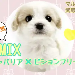 【 MIXキャバション 】大人気MIX久々登場！くりくりおめめの人懐っこい女の子