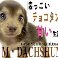 【 ミニチュアダックスフント 】大人気のチョコタン！小さめサイズの元気っ子！