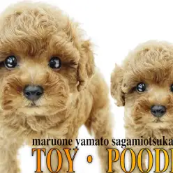 【 トイ・プードル 】生後60日で体重621g!手乗りサイズのテディベア犬!