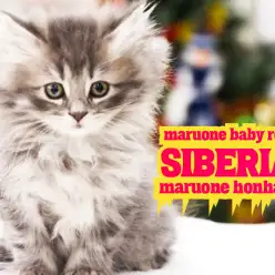 【 サイベリアン 】クリスマス直前に舞い降りた雪の女王をご紹介！