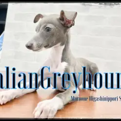 【 イタリアングレーハウンド 】小型犬種で一番スタイリッシュなイケメン犬
