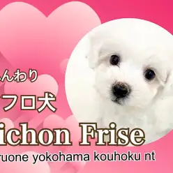 【 ビションフリーゼ 】海外でも大人気！綿アメみたいな女の子