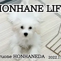 【 ホンハネライフ 】熱い視線を送るのは！？上品すぎるまったりガール！