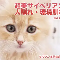 【 サイベリアン 】超美貌にゃんこ環境馴れ・人馴れ進捗レポート