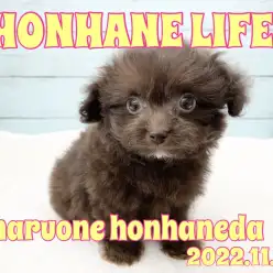 【 ホンハネライフ 】お迎え前のキレイキレイ！チワプーちゃんの巻