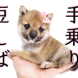 【 豆柴 】KC認定の希少な手乗り豆柴ちゃん登場！！