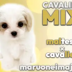 【 MIX犬 】両親はマルチーズとキャバリア！希少なブレンハイムの女の子！