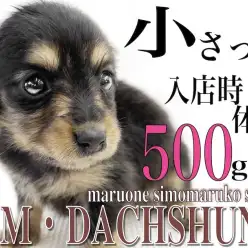 【 ミニチュアダックスフント 】生後2ヶ月で体重500g台！小柄な手乗りサイズ！