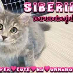 【 サイベリアン 】生後5ヶ月のゴージャスボディ！犬との多頭もOKな温厚ニャンコ