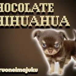 【 チワワ 】手乗りサイズのチョコレートカラー！初心者必見の甘えん坊な男の子！