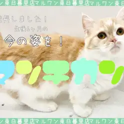 【 マンチカン 】超甘えん坊が成長すると・・・？〜ご愛嬌顔の猫の近況〜