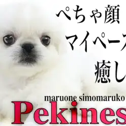 【 ペキニーズ 】ぺちゃ顔マイペースの癒し系！人間らしさを感じる面白わんこ