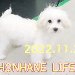 【 ホンハネライフ 】生後6か月のマルプー。。。歯が抜けたぞ！の巻