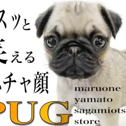 【 パグ 】鼻ぺちゃ代表！笑顔と癒しを届けるコミカルな動きに注目！