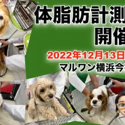 【 今宿店イベント情報 】12/13(火)ワンちゃんの体脂肪計測会のお知らせ！