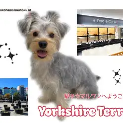 【 ヨークシャーテリア 】ヨーちゃんがご紹介！マルワンNT店はこんなお店