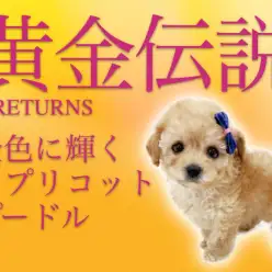 【 トイプ―ドル 】これぞリアルぬいぐるみ！毛量多めのトイプ―ドル登場！