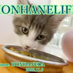 【 ホンハネゴハン 】森の妖精の如き淑女はご飯タイムもとっても優雅!