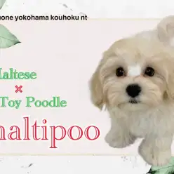 【 マルプー 】港北NT店のふわもこプリンス