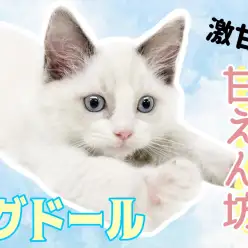 【 ラグドール 】激甘！まるでワンコのような甘えん坊ラグドールくん！