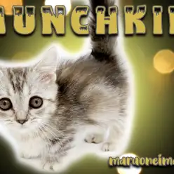 【 マンチカン 】シルバーパッチドタビーの短足！究極の甘えん坊ガール登場！