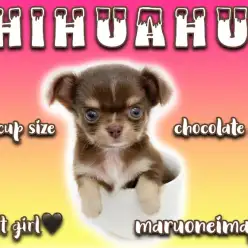 【 チワワ 】生後58日で449g！チョコレートカラーのティーカップチワワ！