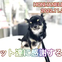 【 わんにゃんの日】今日は何の日！11月22日はペット達に感謝する日！！