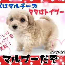 【 MIX 】MIX犬人気No.1！初心者さんでも飼いやすいむくむくマルプー！