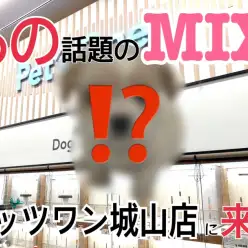 【 MIX 】話題のMIXが今ペッツワン城山店にいます！