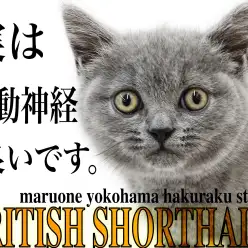 【 ブリティッシュショートヘア 】まん丸フォルムが特徴！でも実は運動神経抜群？