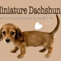 【 ミニチュア・ダックスフント 】美しすぎるレッドカラーのダックスちゃん