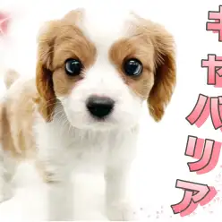 【 キャバリア 】カールのかかったお耳がキュート！フレンドリーなキャバちゃん！