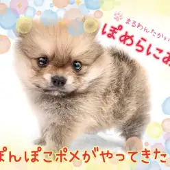 【 ポメラニアン 】究極のタヌキ顔！ぽんぽこポメがやって来た！