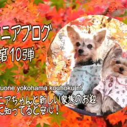【 お役立て情報 】シニアちゃんと新しい家族のお迎えに知ってると安心！