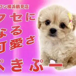 【 MIXトイプー×ペキニーズ 】癒し系男子！愛らしいお顔のペキプーちゃん！
